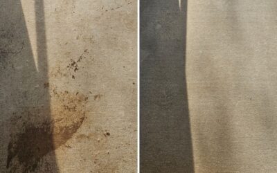 Pet Stains and Odors on Carpet: Why DIY Falls Short