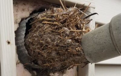 Understanding Professional Dryer Vent Cleaning and Maintenance