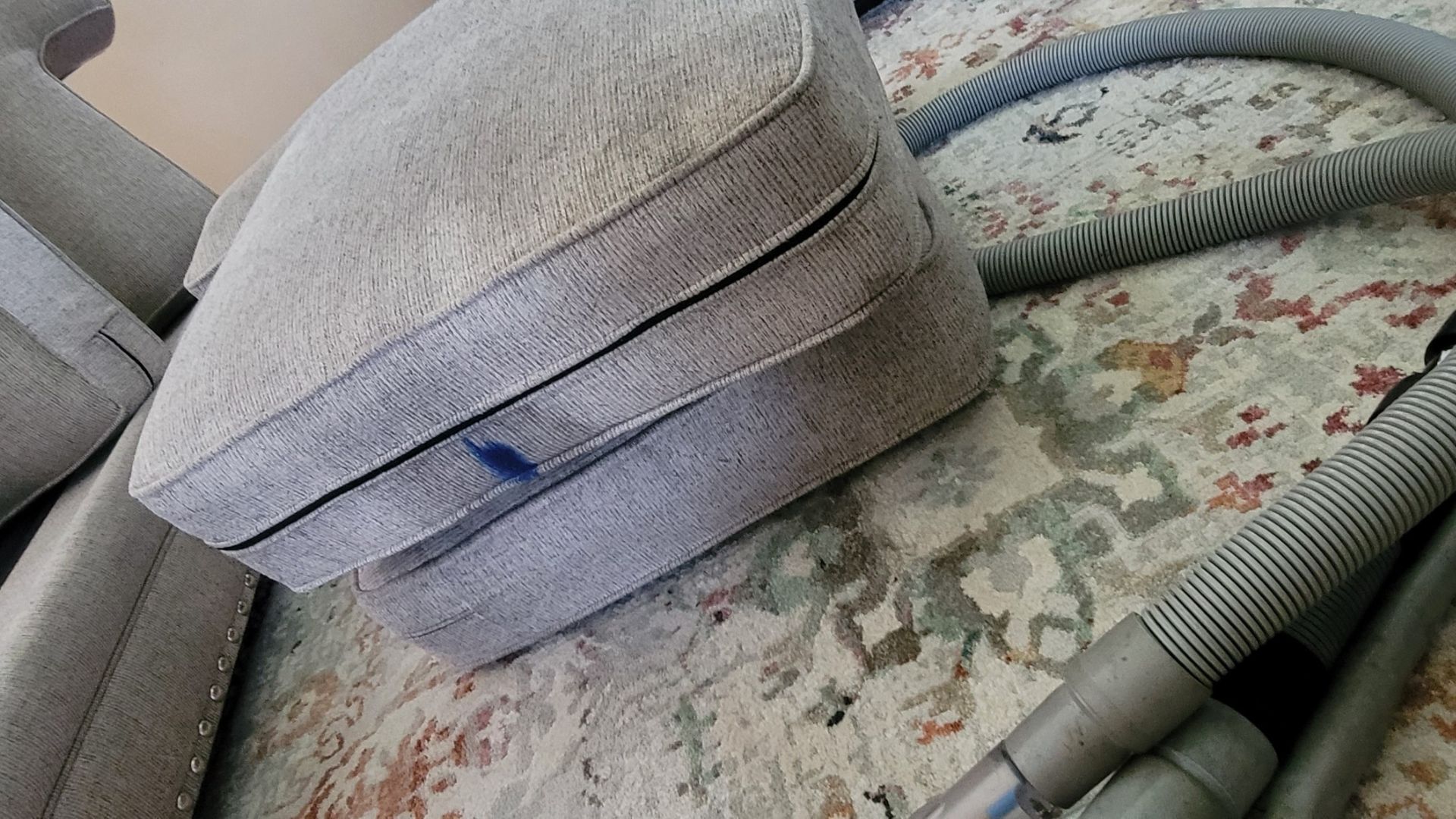 Pet stain and odor removal Massachusetts